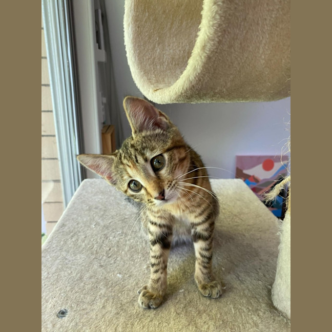 Photo of Maple