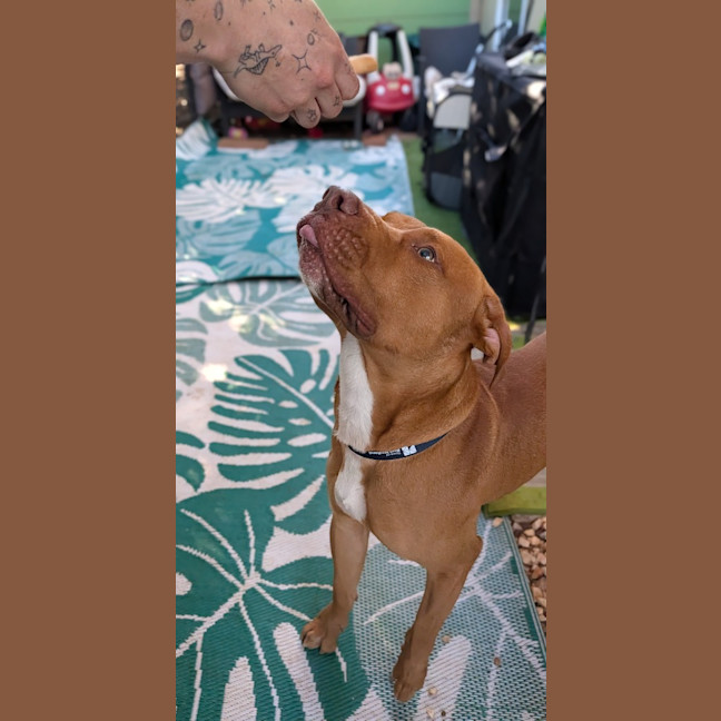 Photo of Samson