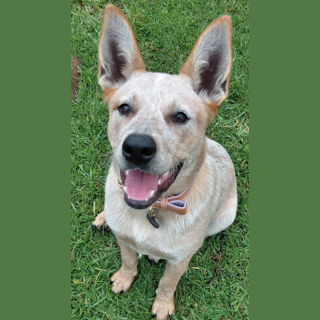 Photo of Willow