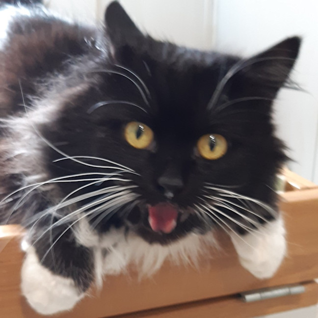 Photo of Murphy