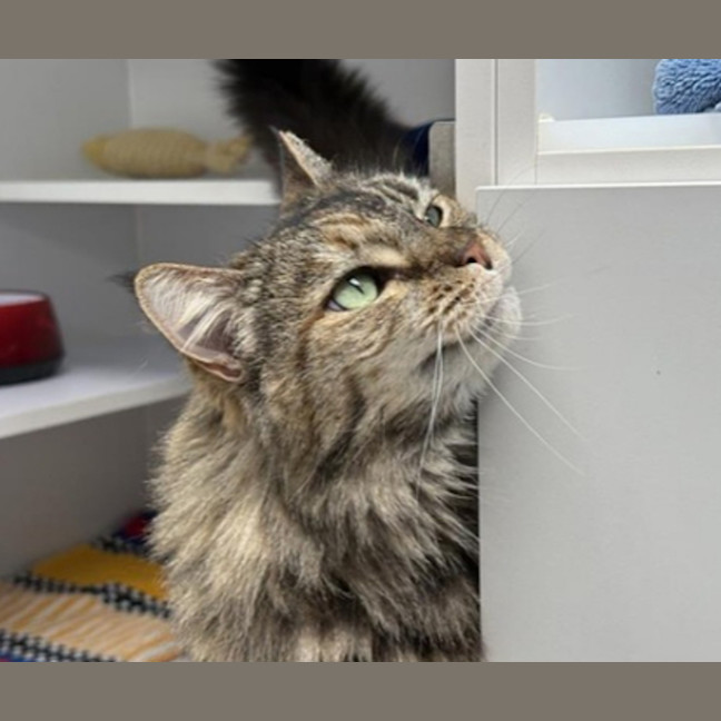 Photo of Nala