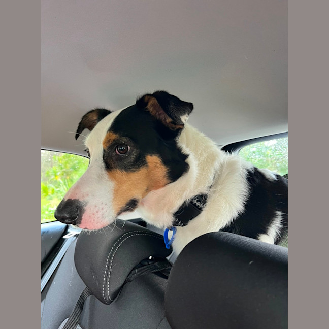 Photo of Toby   2 Year Old Border Collie