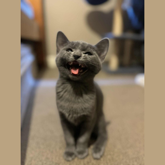 Photo of Artemis   Located In Preston