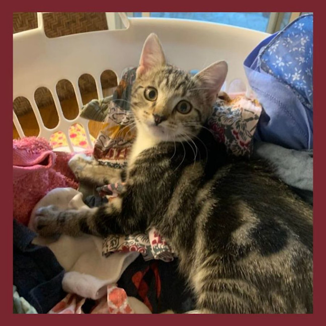 Photo of Plum