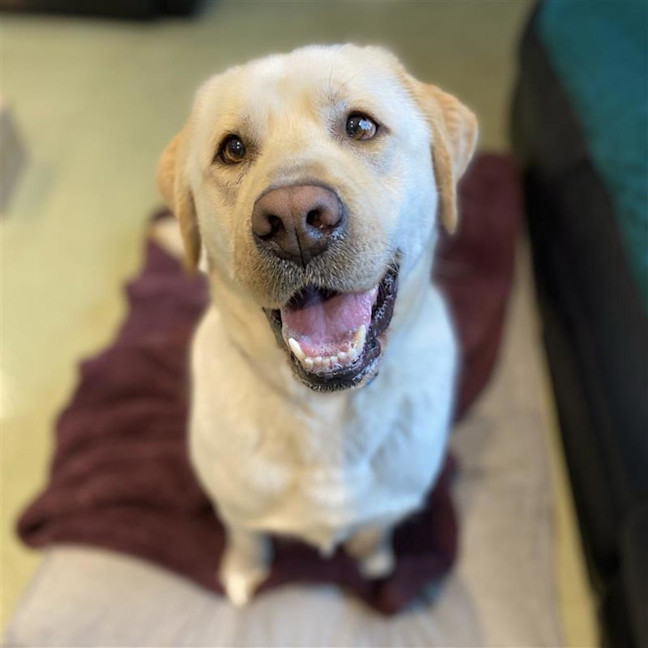 Photo of Spyder