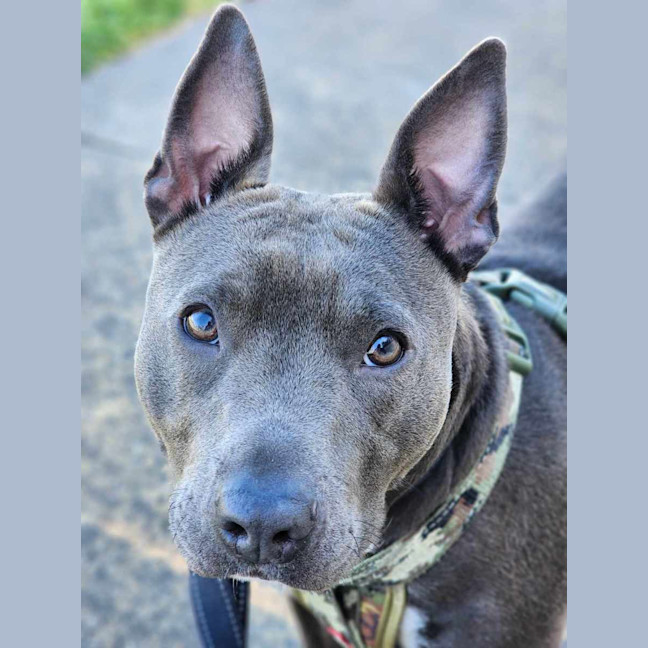 Photo of 🏏 Sharon Strzelecki 5432 🏏