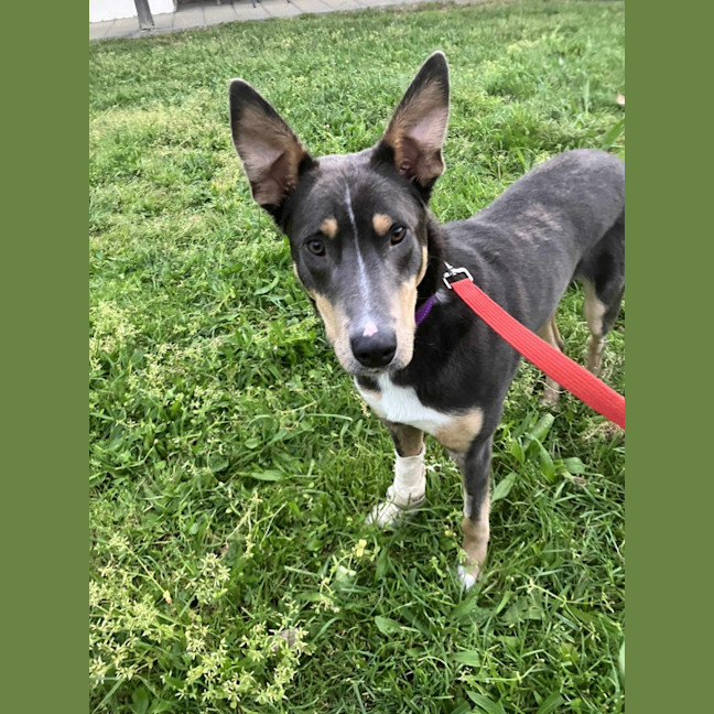 Photo of Rusty