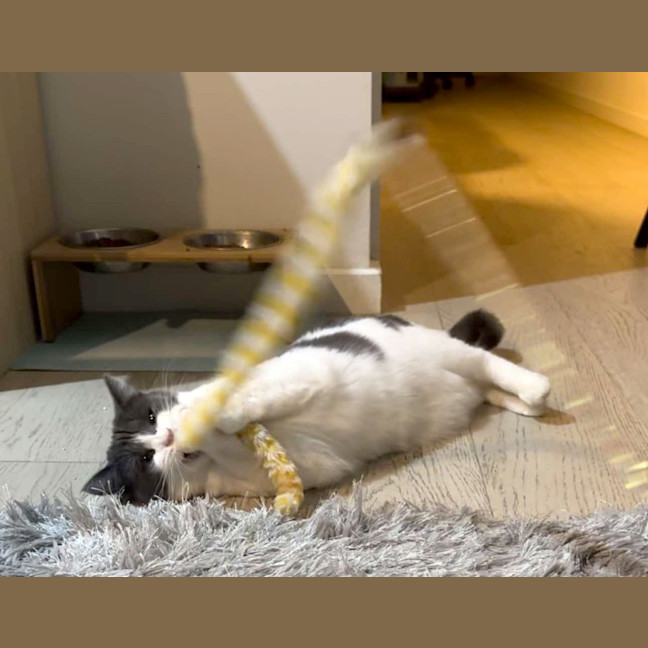 Photo of Rosie Dancer