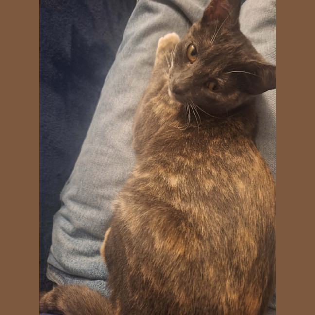 Photo of Sassafras