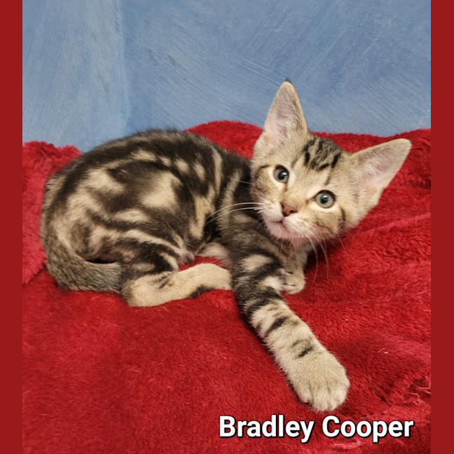 Photo of Bradley Cooper