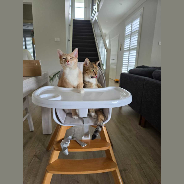 Photo of Ginger & Lily