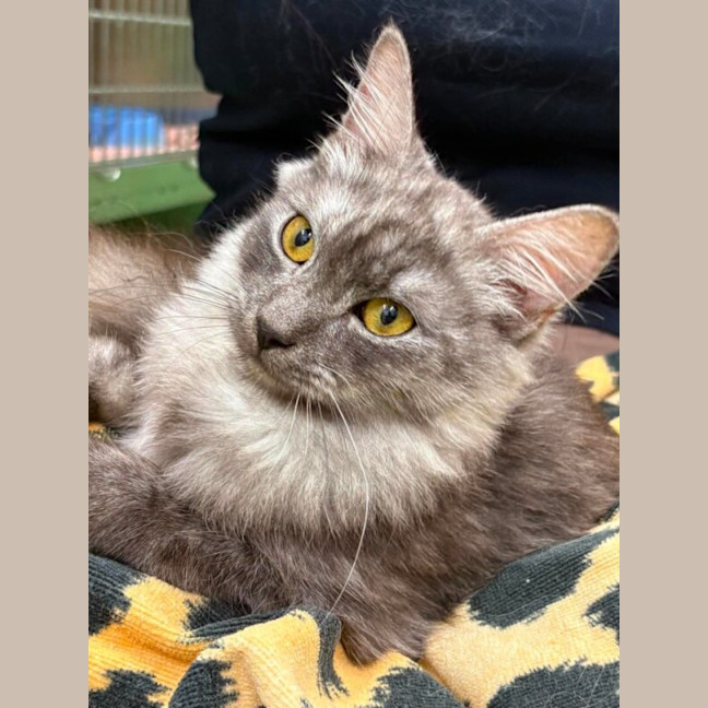 Photo of Clyde