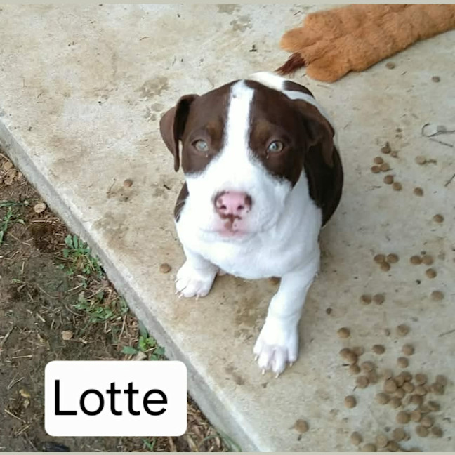 Photo of Lotte