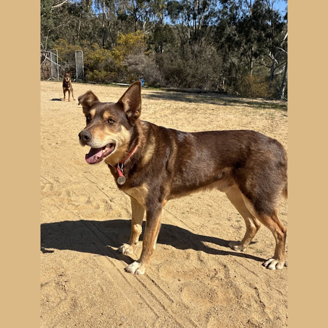 Photo of Digger