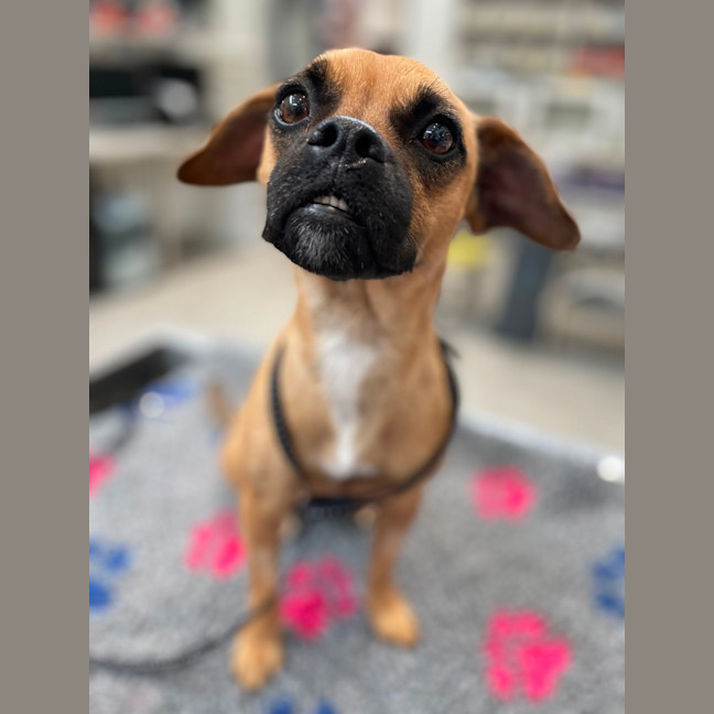Photo of Ruby