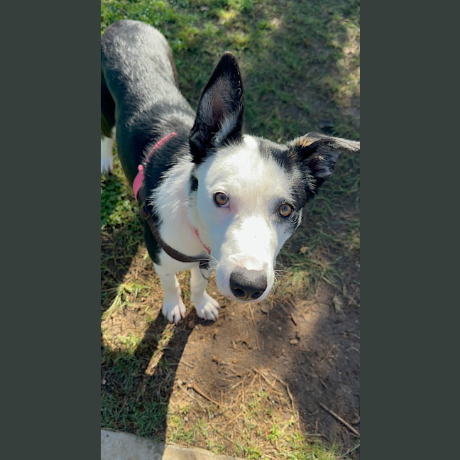 Photo of Pippy