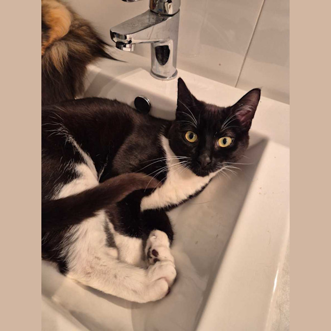 Photo of Benedict (Benny)