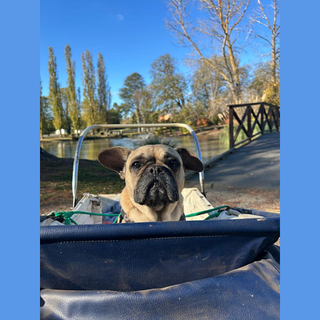 Photo of Josie