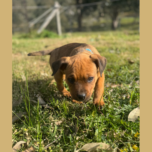 Photo of Groot   9 Week Old Staffy X