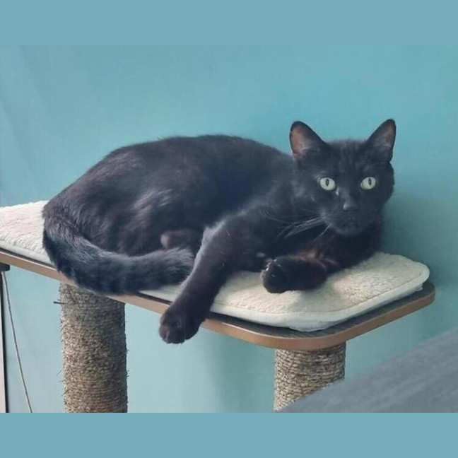 Photo of Nero