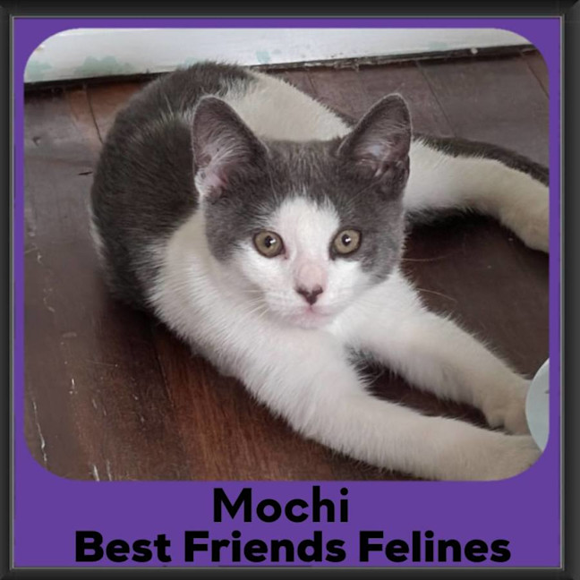 Photo of Mochi 