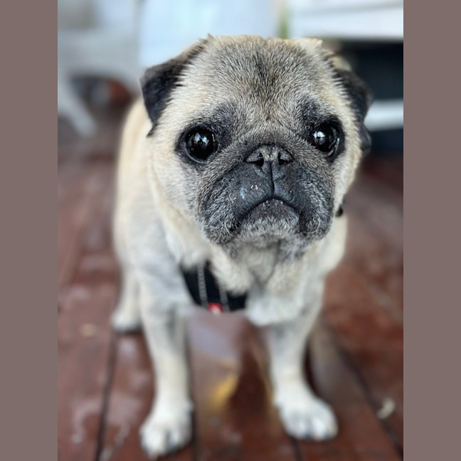 Photo of Prince 👑