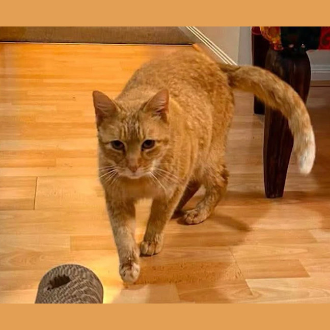 Photo of Waffles