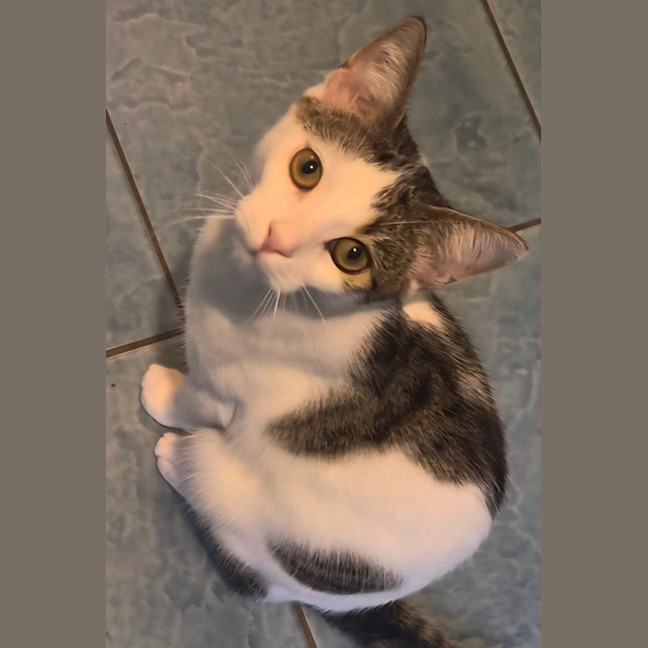 Photo of Whiskers