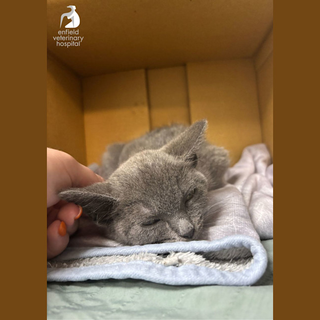 Photo of Stumpy Stella