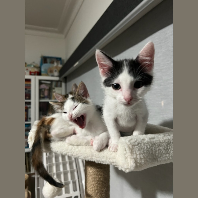 Photo of Nova