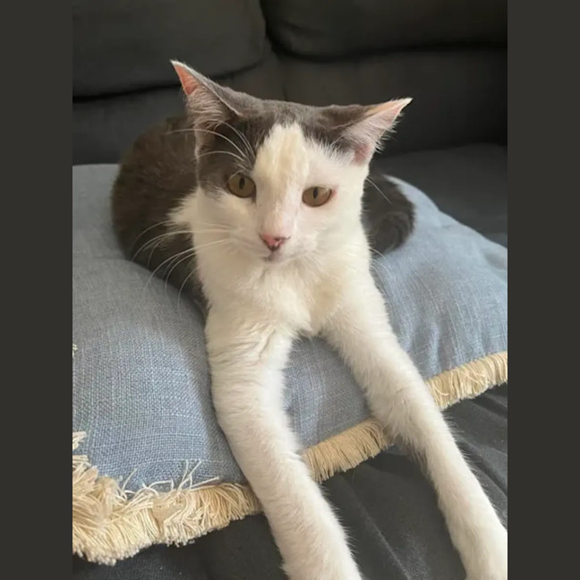 Photo of Pearl