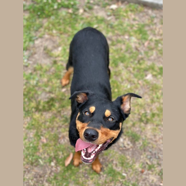 Photo of Rocky 