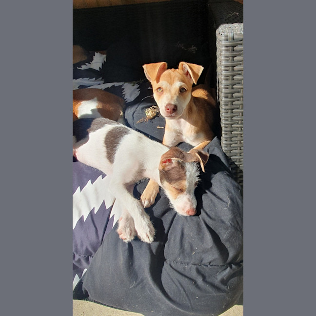 Photo of Nala