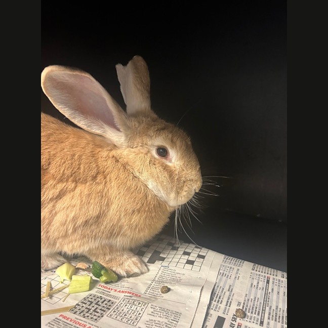 Photo of Caramel