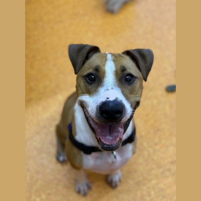 Photo of Ollie