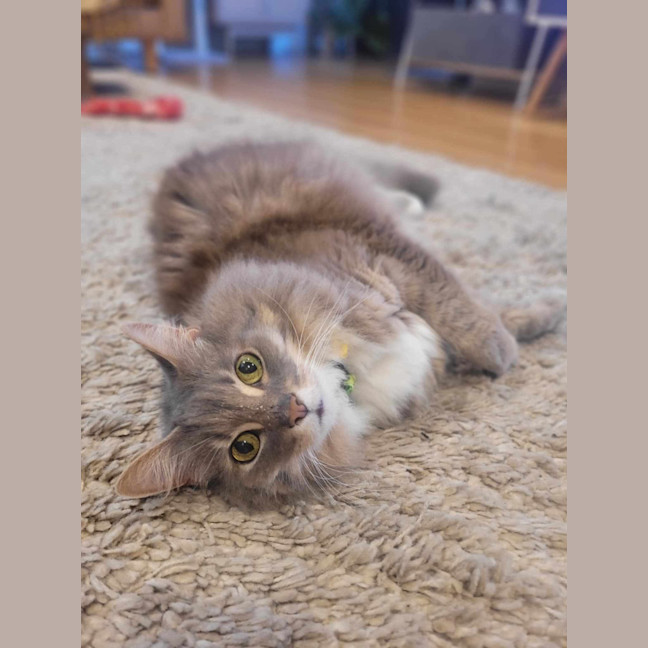 Photo of Klaus