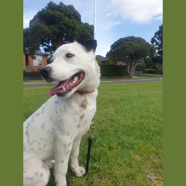 Photo of Moonlight Sparkle