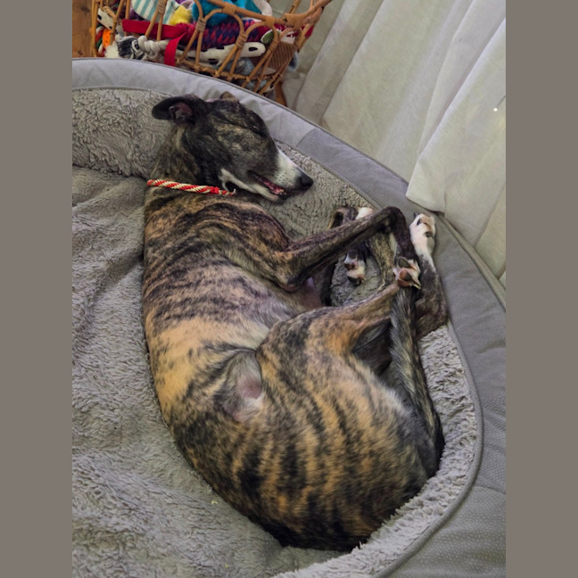 Photo of Maia, The Greyhound