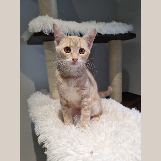 Photo of Butterscotch 