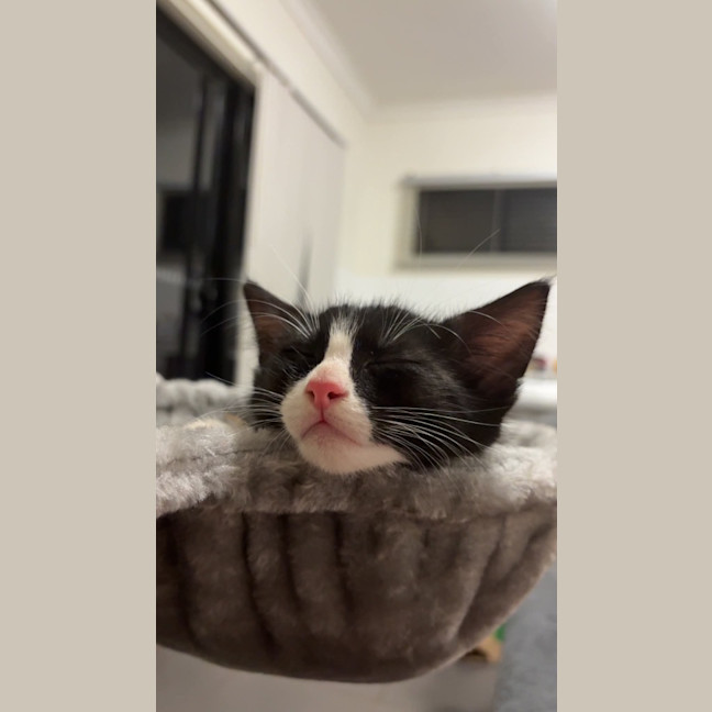 Photo of Pumpkin Pie