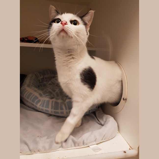 Photo of Meow Meow