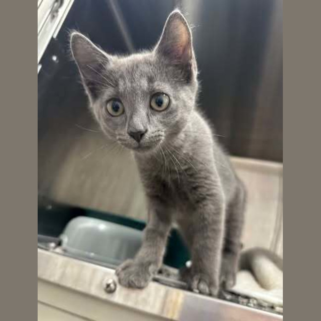 Photo of Bohdi
