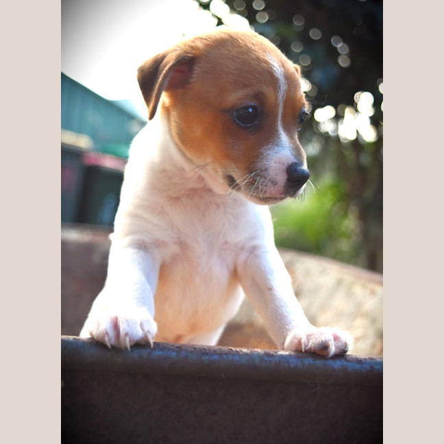 Photo of Waffles