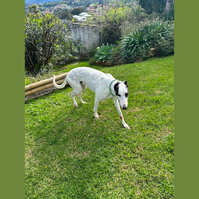 Photo of Patch The Greyhound