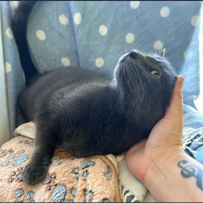 Photo of Lovey Dovey The Second