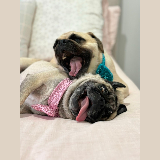 Photo of Hank And Luna 🎈