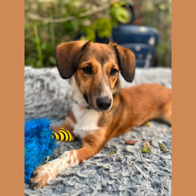 Photo of Scout   7 Month Old Dachshund X