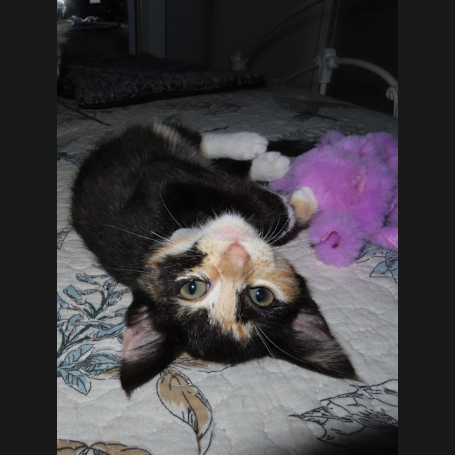 Photo of Lyra (K85)