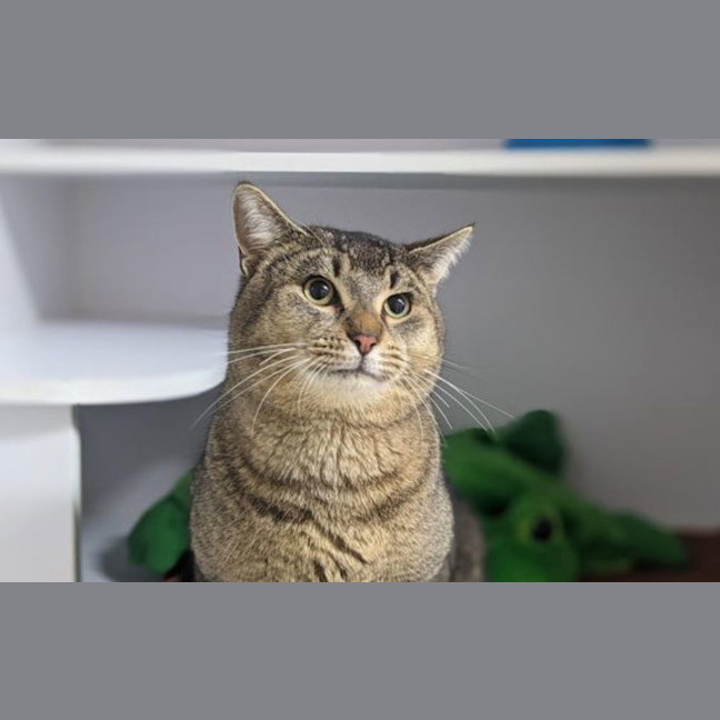 Photo of Furcules