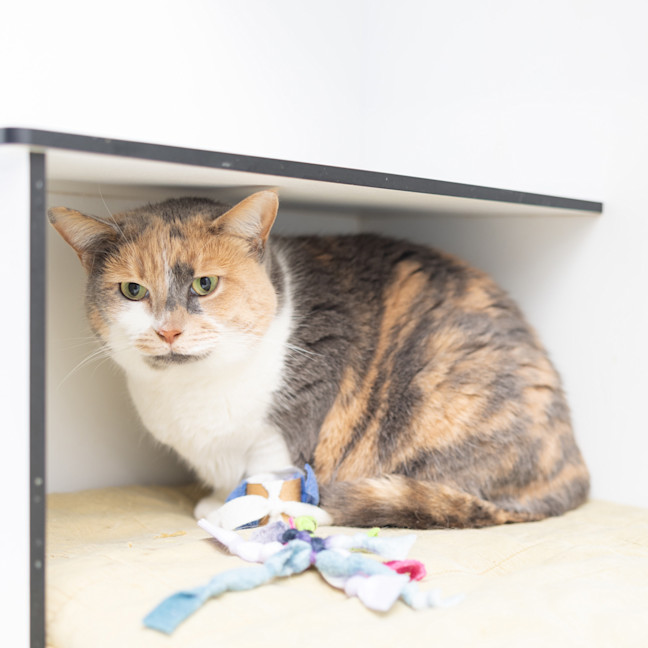 Photo of Rosie